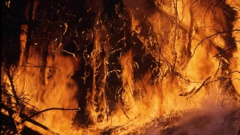 Raging forest inferno Vidéo 87494994