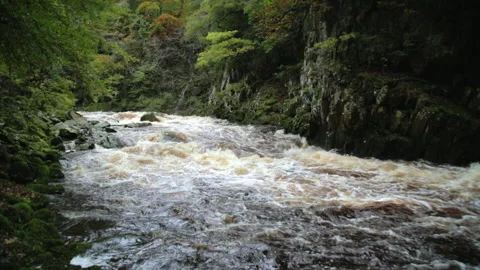 Raging Forrest Stream Vidéo 141521039