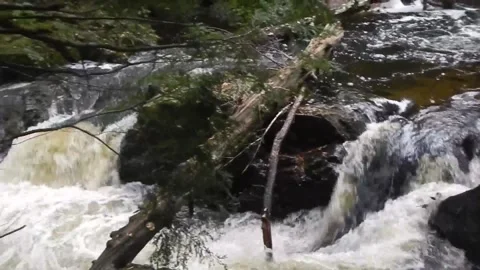 Raging River with Fallen Tree and Rushing Water Stockbeeldmateriaal 348528039