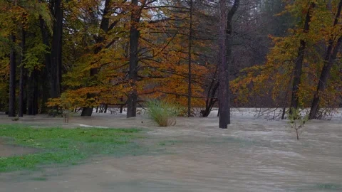 A raging river flows through a flooded colorful forest in autumn Stock Footage 255041416