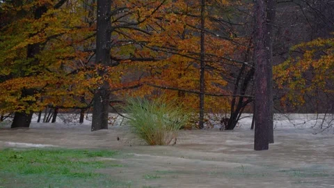 A raging river flows through a flooded colorful forest in autumn Stock Footage 255041448