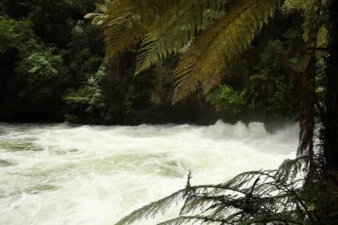 Raging River Rapids Below Lush Fern Canopy Stock-Fotos