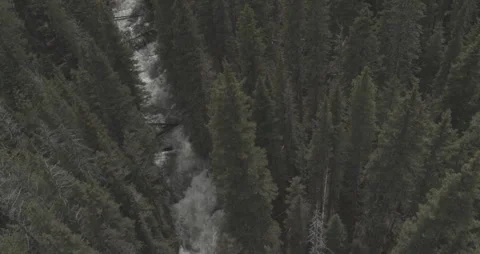 Raging River Rapids Through Big Green Trees Stockbeeldmateriaal 248733847