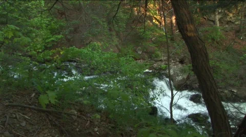 Raging stream through woods Stock Footage 311910