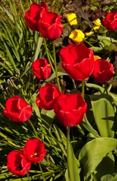 The Raging Tulips Stock Photos