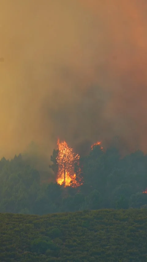 Raging wildfire consuming a pine tree in a forest fire Stock Footage 340577619