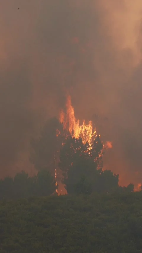 Raging wildfire devouring a pine forest Video stock 340419595
