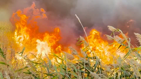 Raging wildfire in dry grass, fire burning uncontrollably, orange flames and Stockbeeldmateriaal 306165131