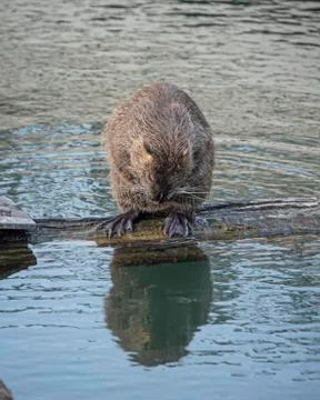 A Ragondin sits at the side of the river in the middle of the city Stock Photos