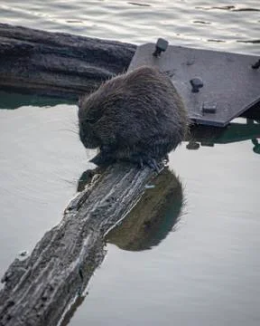 A Ragondin sits at the side of the river in the middle of the city Stock Photos