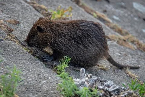 A Ragondin sits at the side of the river in the middle of the city Stock Photos