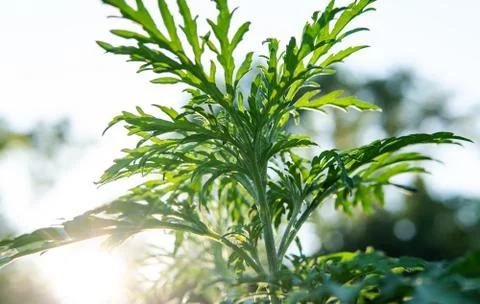 Ragweed - allergy causing grass. Ragweed Allergies in dogs, symptoms &amp; treatm 스톡 사진