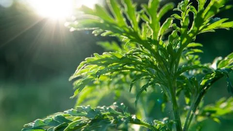 Ragweed - allergy causing grass. Ragweed Allergies in dogs, symptoms &amp; treatm Stock Photos