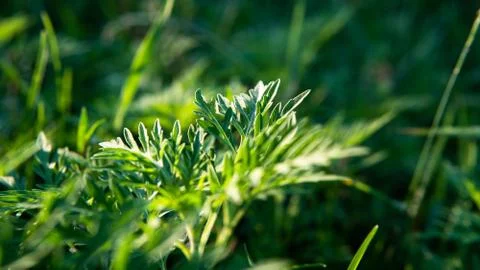 Ragweed - allergy causing grass. Ragweed Allergies in dogs, symptoms &amp; treatm 스톡 사진
