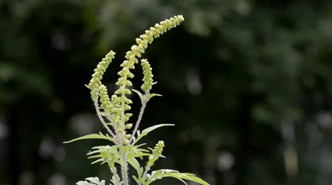 Ragweed Dispersing Pollen (Slow Motion) 스톡 동영상 64801981