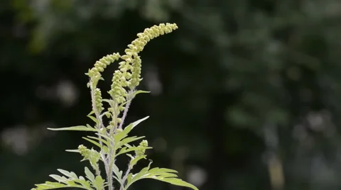 Ragweed Dispersing Pollen (Slow Motion) Stock-Footage 64801984