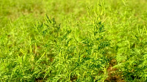 Ragweed grows in the field. Elective focus. Stock Footage 293937041