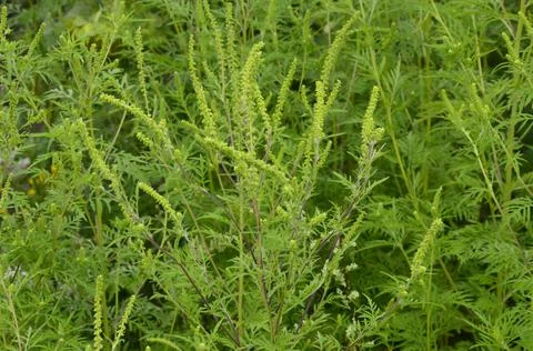 Ragweed, highly allergic plant releaseing pollens in the end of August Stock Photos