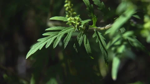 Ragweed Leaf Identification: Fern-like Foliage of Common Ragweed Macro. Stock Footage 321303673