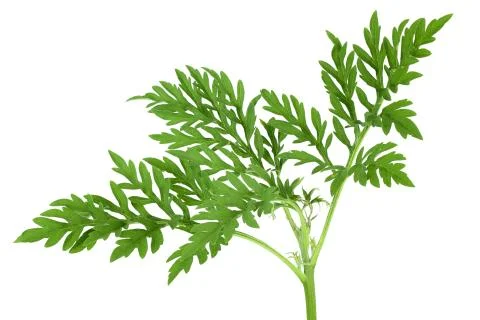 Ragweed leaf isolated on white background with clipping path and full depth of Stock Photos