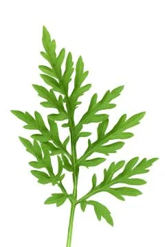 Ragweed leaf isolated on white background with clipping path and full depth of Stock Photos