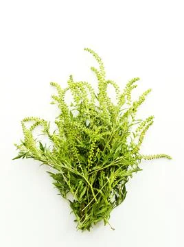 Ragweed on white Stock Photos