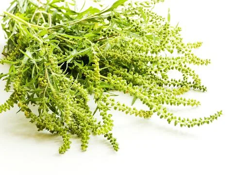 Ragweed on white Stock Photos