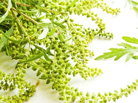 Ragweed on white Stock Photos