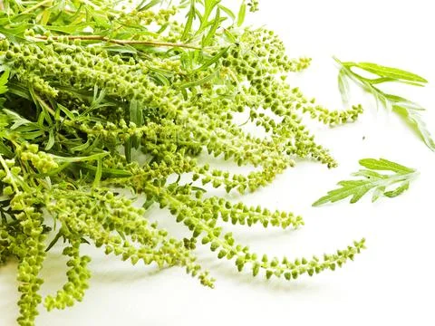 Ragweed on white Stock Photos