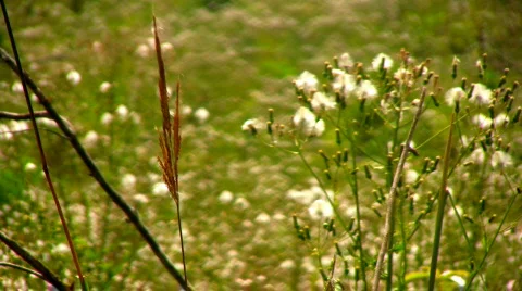 Ragweed03 Stock Footage