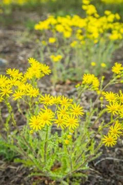 Ragwort blooming Foto stock