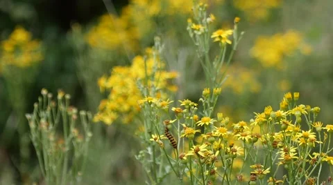 Ragwort with caterpillars of the Cinnabar moth Stock Footage 53641729