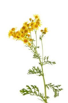 Ragwort Stock Photos