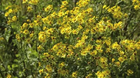 Ragwort (Senecio jacobaea) Stock Footage 16731223