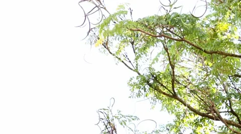 Raibow lorikeet drops in from sky eat then buggers off 스톡 동영상 49941053