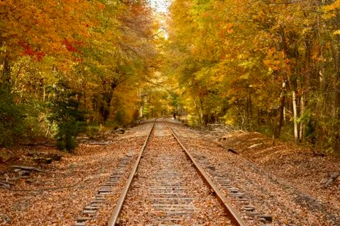 Rail road track fall trees Stock Photos