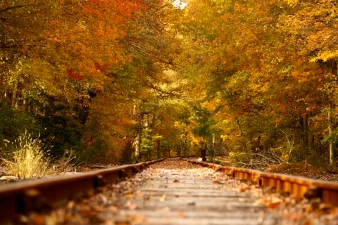 Rail road tracks fall trees Stock Photos
