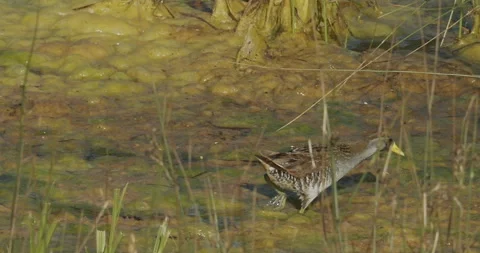 Rail, Sora, crosses algae mat in pond while searching for food, extreme slo.. Stock Footage 244494126