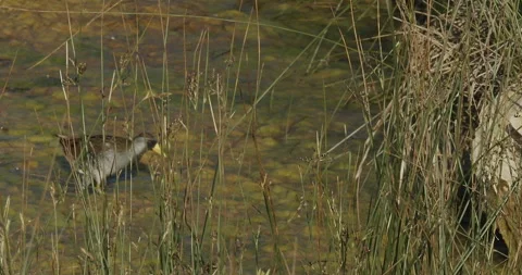 Rail, Sora exposes itself while crossing algae in pond, slomo 4k Stock Footage 244492885