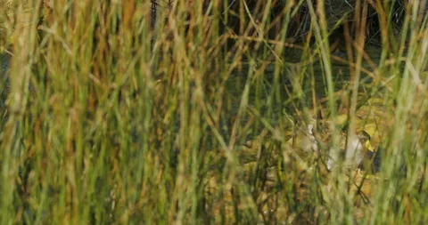 Rail, Sora, in marsh grasses and running on algae, shorebird, slomo, 4k Stock Footage 244492644