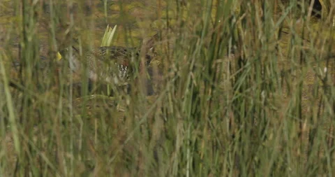 Rail, Sora, runs right to left while nesting in marsh reeds, slomo 4k Stock Footage 244492924