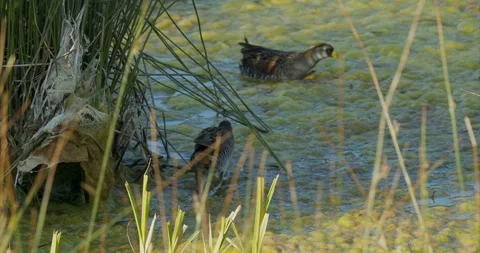 Rail, Sora, two, breeding and nesting behavior in marsh and algae, 240 fps, 4 Stock Footage 244492761