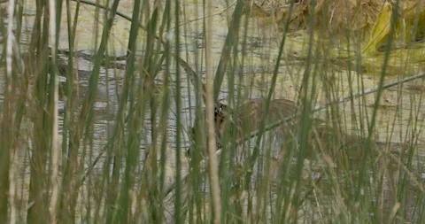 Rail, Sora, two, mating in marsh partially hidden by reeds, rare view, slomo, 4k Video stock 244536853