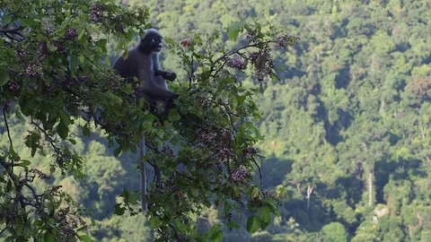 Railay langur Video stock 73911905