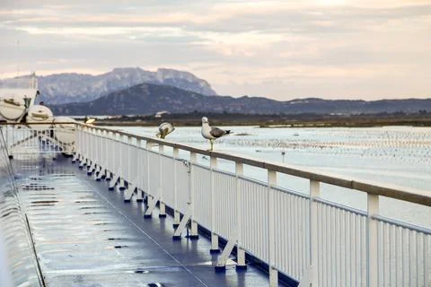 A railing on the deck of a ship with two seagulls sitting on it Evening atm.. Stock Photos