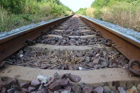 The railroad on either side is a forest. Fotos de archivo