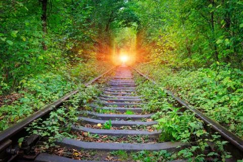 Railroad in forest Fotos de archivo