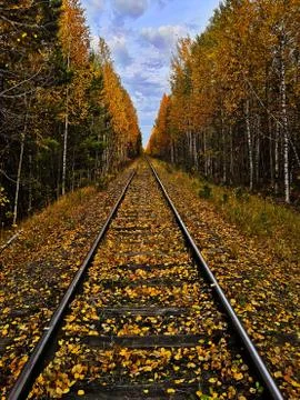 Railroad in the forest 스톡 사진