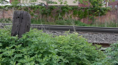 Railroad tie next to train tracks 스톡 동영상 5163029