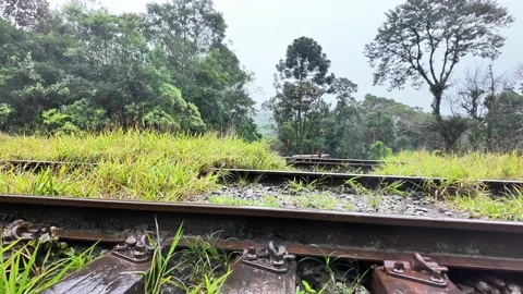 Railroad Tracks Through Atlantic Forest in Fog and Rain Brazil 4K Stock Footage 335398673